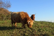 61 Mucche Higland all'Agriturismo Prati Parini